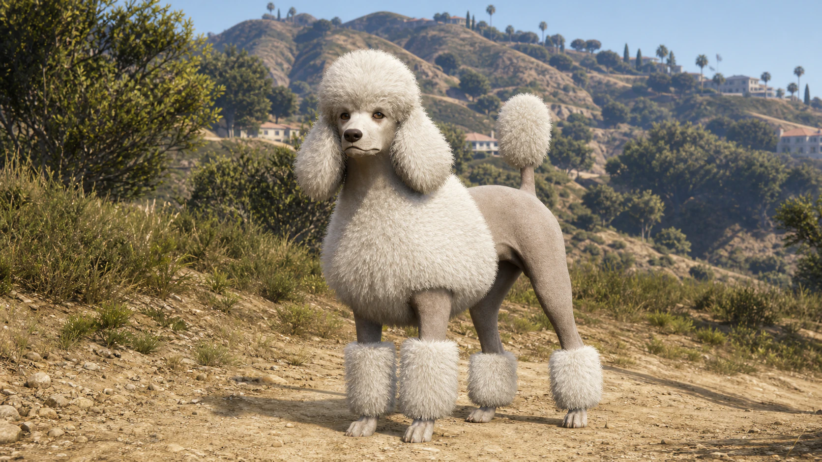 A groomed Poodle standing in the Los Santos hills